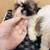 Shih tzus 💙🩷 1 thumbnail
