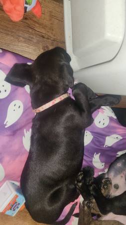 Great Dane/Lab puppies (Scottsville)63897668532866123