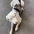 Rehoming AussieAmerican Shepherd Puppies 4 thumbnail