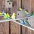 Parakeets 9 thumbnail