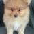 9 week old pomeranian 2 thumbnail