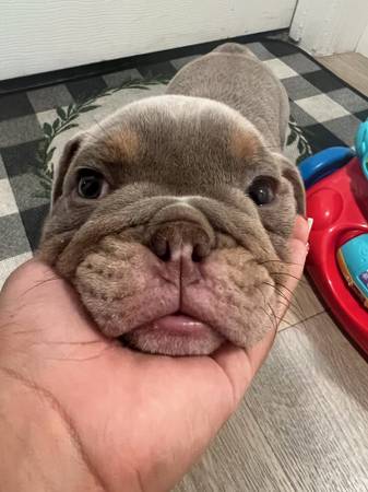 Macho cachorro bulldog inglés (Palm Desert)63439138219777122