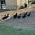 Black Swedish Ducks 2 thumbnail
