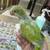 Baby green Quakers 16 thumbnail