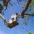 🇺🇸AMERICAN TREE TRIMMMING/TREE REMOVAL FULLY EQUIPPED 7 DAYS A WEEK 20 thumbnail