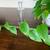 2ft Pothos Cutting 7 thumbnail
