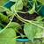 Pothos plants 2 thumbnail