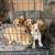 Goldendoodles 9 thumbnail
