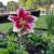 Duluth Suwannee Lawrenceville Buford 11 thumbnail