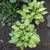 Hostas / Blue Fescue / Perennials 11 thumbnail