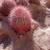 Beautiful red barrel cactus 4 thumbnail