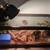Leopard Gecko with complete set up 5 thumbnail