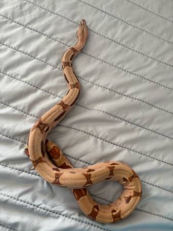 Looking for feeder mice/rats 1