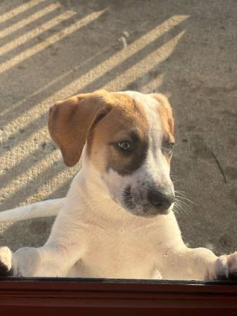 Geat pyrenees mix (Goldsboro)63948404587011123