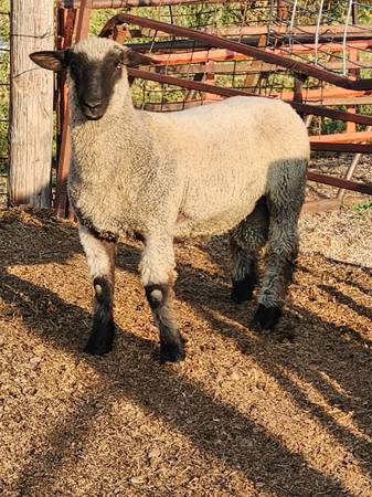 Ram Lambs 1