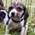 Beagle Puppy / Puppies 8 thumbnail