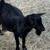 Nigerian Dwarf Goats, 4 bucks 1 doe, together or individual 1 thumbnail