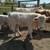 Charolais Yearling Bull 3 thumbnail