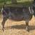 Lamancha Buck 1 thumbnail