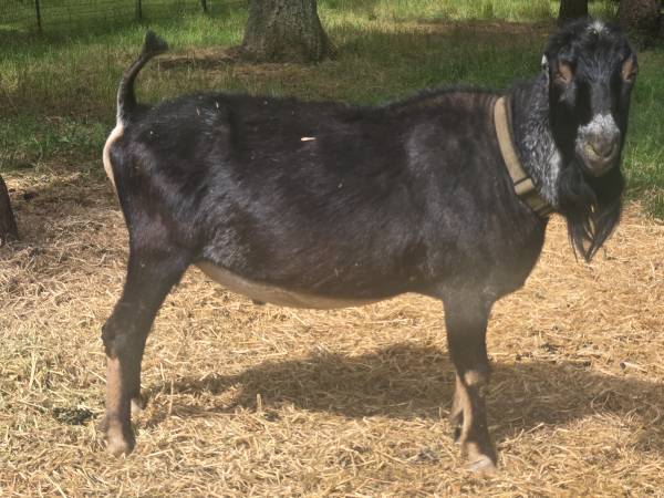 Lamancha Buck 1