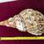 Seashells, Sea Shells, Triton Shell 2 thumbnail