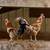 2 Beautiful Roosters 1 thumbnail