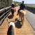 BARN, Newport Back Bay bdrm, studio, pvt bath, arena/trailer parking, 2 thumbnail
