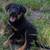 Big Dog Pup 2 thumbnail