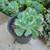 SUCCULENTS: Echeveria and other plants for sale: Large Variety $5 each 7 thumbnail