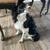Young Male spaniel Dog 2 thumbnail