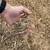 Wood Chips - premium quality - large quantities available 1 thumbnail