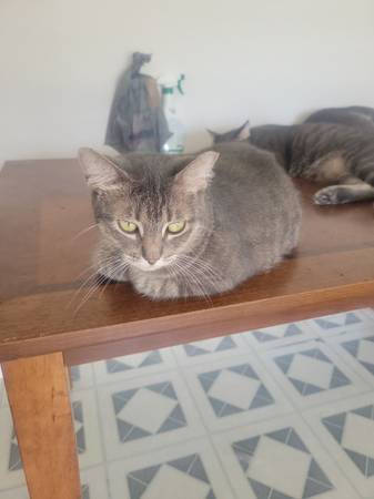 Cats (Starke)63993131737475121