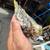 Handfeed cockatiel 2 thumbnail