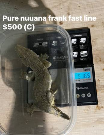 Leachianus giant gecko (Chicago)63961118222210124