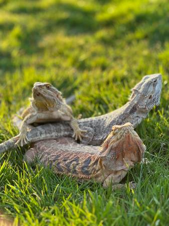 3 dragones barbudos (Auburn)63869711836417122