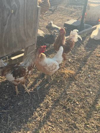 Rehoming Roosters 1