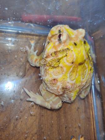 Pikachu Pacman frog, available. (SOMA / south beach)64165356871426120