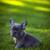 Blue French Bulldog Puppy 4 thumbnail