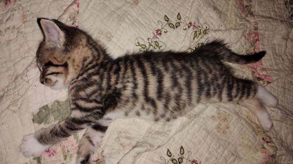2 male kittens (Kingsport)