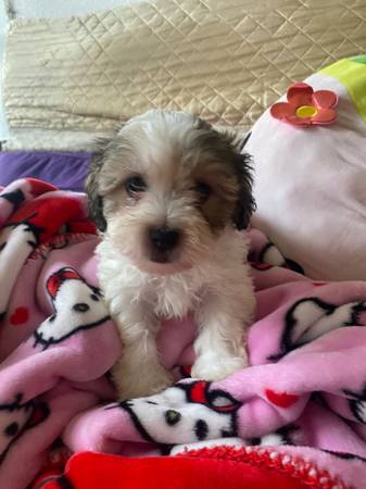 Pet Rehoming (Sacramento)63848981339137122