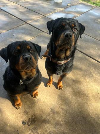 Rottweiler puppies (pittsburg / antioch)63477494028547122