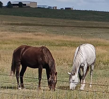 Denver to Reno ride offered (Aurora)63679533774081120