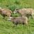 lambs / sheep/ rams 1 thumbnail