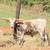 Heritage breed longhorn cow 4 thumbnail