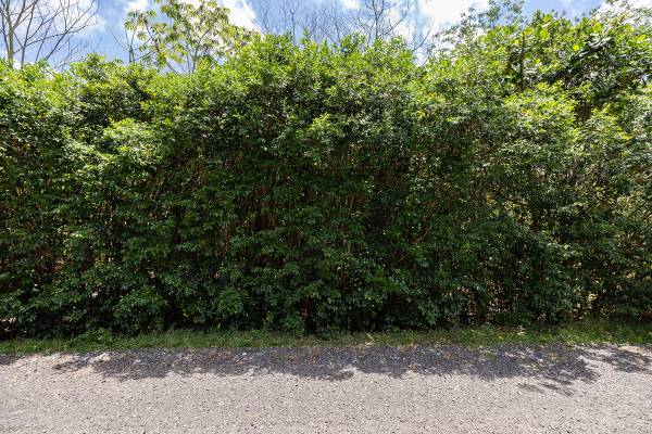 $99,000 / 43560ft2 - En Venta Terreno de 1 Acre en Calle Sin Salida en Baja HPP Cerca del Área del Océano (Keaau, Hawái)63686727570433124