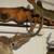TAXIDERMY 33" WIDE MULE DEER SHOULDER MOUNT 2 thumbnail