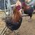 French Black Copper Marans Roosters 4 thumbnail