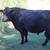 Sim-Angus Bull 1 thumbnail