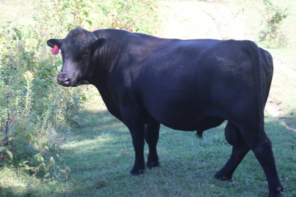 Sim-Angus Bull 1