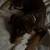 Rehoming puppy 2 thumbnail